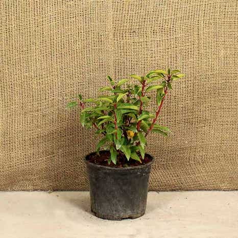 Portuguese Laurel 20/40cm 2L Pot Grown Hedging Plants 