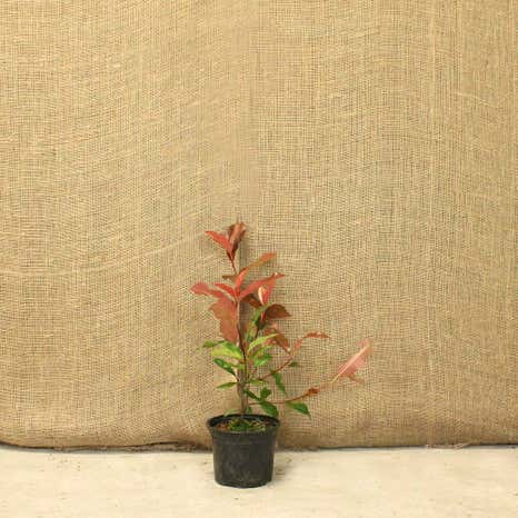 Photinia 'Little Red Robin' 20/40cm 2L Pot GrownHedging Plants
