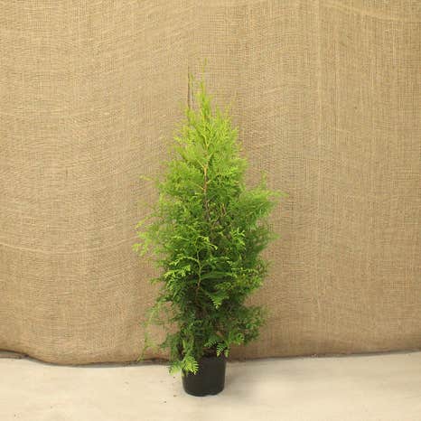 Golden Leylandii 90/120cm 5L pot grown 