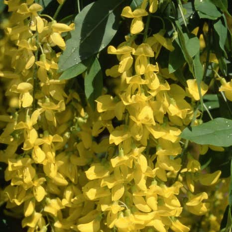Laburnum × watereri 'Vossii' (Golden Chain) tree blossom