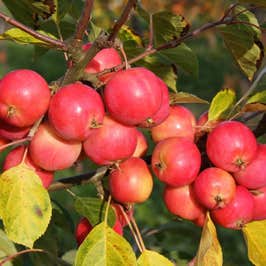 Malus Jelly King (Flowering Crab Apple) tree fruits