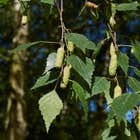 Betula alba pendula (Common Silver Birch) tree foliage
