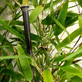 Black Bamboo (Phyllostachys Nigra)  foliage and stems