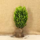 Box (Buxus sempervirens) 30-40cm root ball hedging