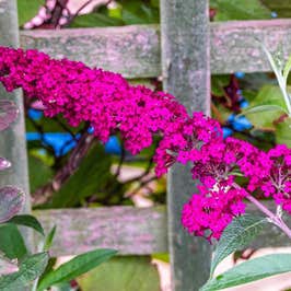 Buddleia 'Royal Red' from Flickr - Norman Lynch