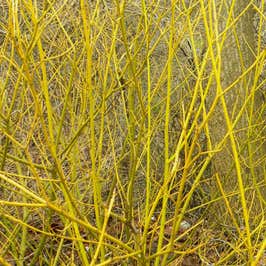 Cornus sericea 'Yellow Buds' 