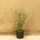 Cotoneaster Franchetii 40-60cm 2L pot grown