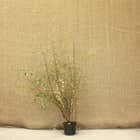 Cotoneaster Franchetii 60-90cm 2L pot grown hedging