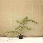Cotoneaster lacteus 40-60cm 2L Pot Grown Hedging