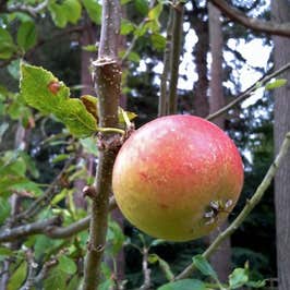Cox's Orange Pippin Apple Tree 