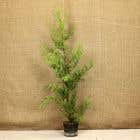Green Leylandii 100/130cm 3L pot grown  