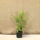 Laurel Caucasica 30/40cm 2L Pot Grown Hedging Plants