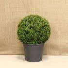 Box (Buxus sempervirens) Topiary Ball 40/45cm 12L 