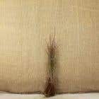 Blackthorn bare root bundle 40-60cm