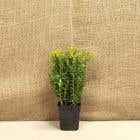 Box (Buxus sempervirens) 20-30cm 1.5L pot grown hedging