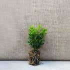(Buxus sempervirens) Box 15/20cm Cell grown