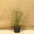 Cotoneaster Franchetii 40-60cm 2L pot grown