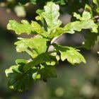 (Quercus Robur) English Oak 60/90cm bare root