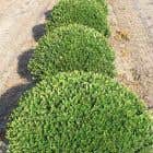 Ilex crenata (Japanese Holly) Topiary Ball 70cm 