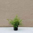 Lonicera nitida 40/60cm 2L pot grown hedging plants 
