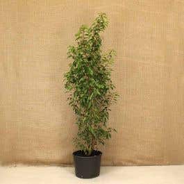Portuguese Laurel 120/150cm 15L Pot Grown Hedging Plants