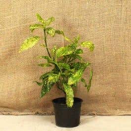 Spotted Laurel 30/40cm 2L Pot Grown Hedging Plants 
