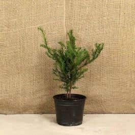 English Yew 40/60cm 2L Pot Grown Hedging Plants 