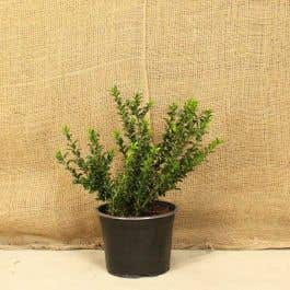 Japanese Holly 40/60cm 5L Pot Grown Hedging Plants