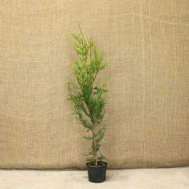 Western Red Cedar 60/90cm 2L Pot Grown Hedging Plants 