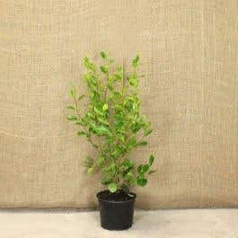 Griselinia Littoralis 60/90cm 5L Pot Grown Hedging Plants