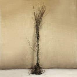 Alder (Alnus glutinosa) bare root bundle 150-180cm