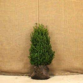 Box (Buxus sempervirens) 60-80cm root ball hedging