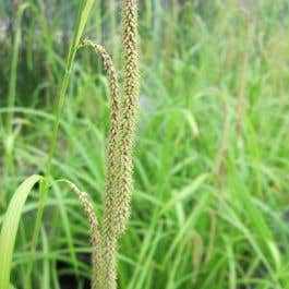 Carex pendula Ornamenal Grass