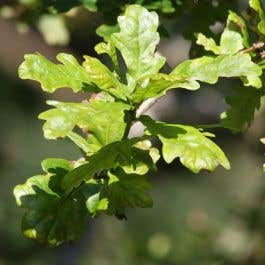 (Quercus Robur) English Oak 40/60cm bare root