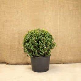 Ilex crenata (Japanese Holly) Topiary Ball 45/50cm 10L 
