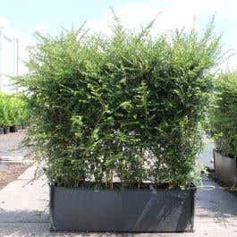 Lonicera nitida 90L 100/120cm 1 Metre Trough hedging plants