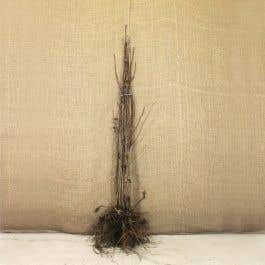 Rowan Or Mountain Ash Bare Root Bundle 150-200cm