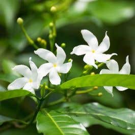 (Trachelospermum Jasminoides) Star Jasmine 60/90cm 2L pot