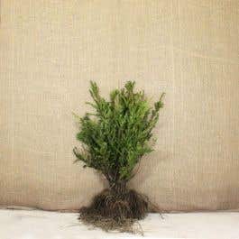 Yew Bare Root Bundle 60-80cm