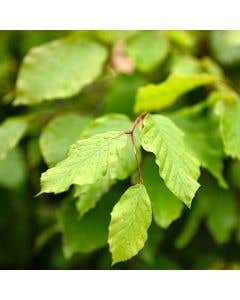 Beech (Fagus Sylvatica) Leaf Close Up