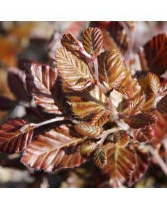 Purple or Copper Beech (Fagus Sylvatica Atropurpurea) foliage