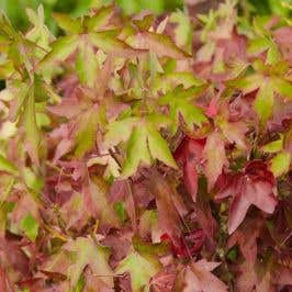 Liquidambar styraciflua 'Worplesdon' (Sweet Gum) leaves