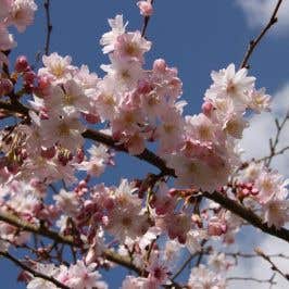 Prunus × subhirtella 'Autumnalis Rosea' (Winter Flowering Cherry) tree blossom