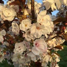 Prunus 'Shizuka' ('Frangrant Cloud' Flowering Cherry) tree blossom