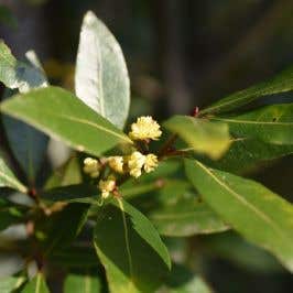 Bay Laurel (Laurus Nobilis) Foliage and Buds