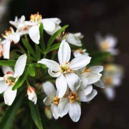 Choisya 'White Dazzler' flower close up
