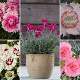 Dianthus Collection 