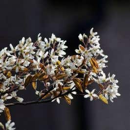 Juneberry (Amelanchier canadensis) flower cluster