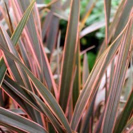 Phormium Rainbow Queen Garden Shrubs (New Zealand Flax)