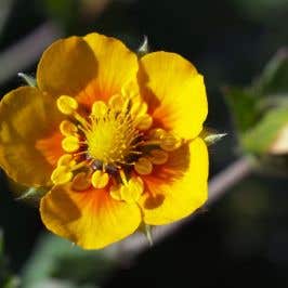 Yellow Potentilla (Potentilla Goldfinger) flower single